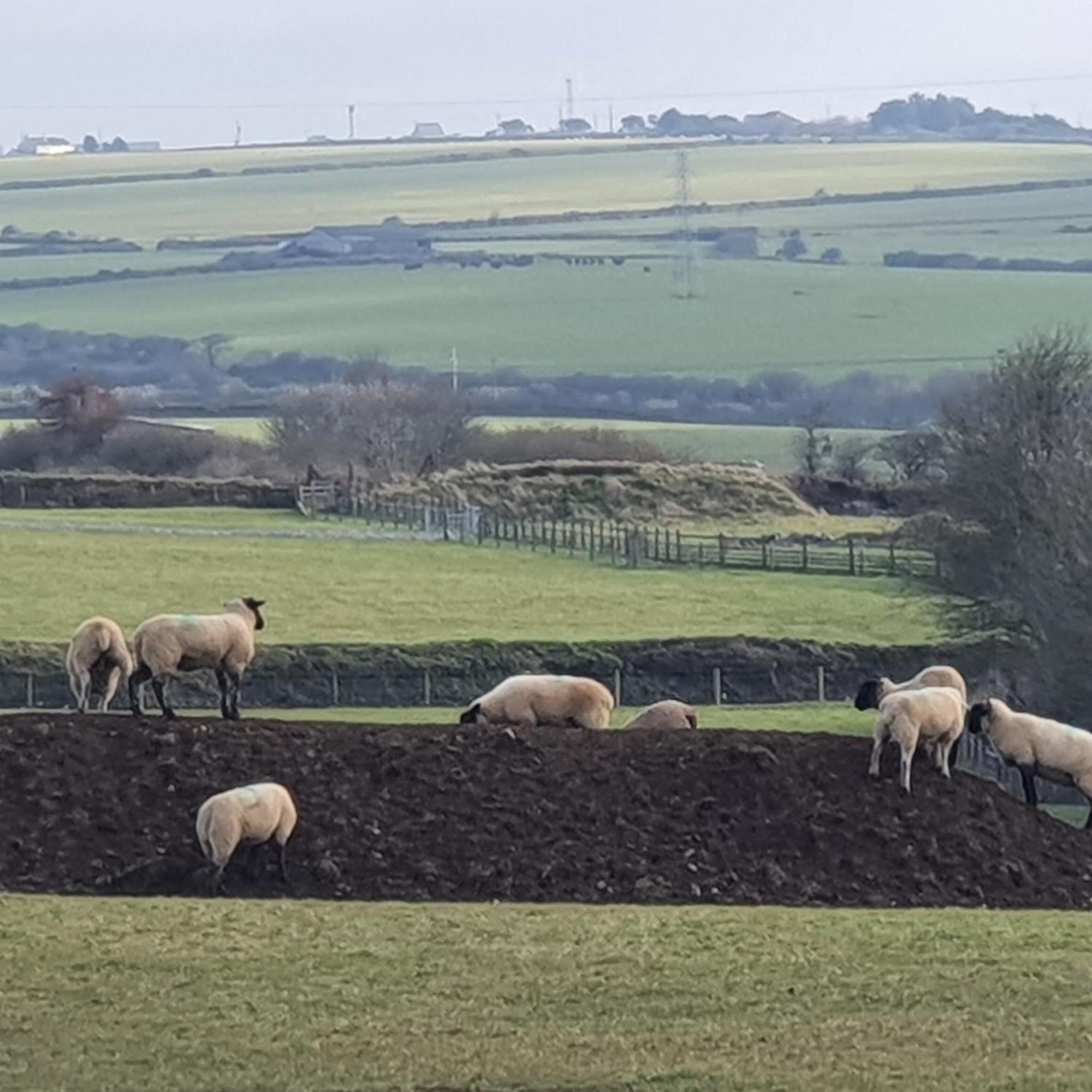 Melorne Farm Guest House Camelford Luaran gambar